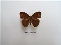 藏品(小眉眼蝶)的圖片